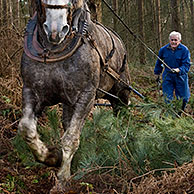 Foresters dragging tree-trunks from forest with draught horse (Equus caballus), Belgium